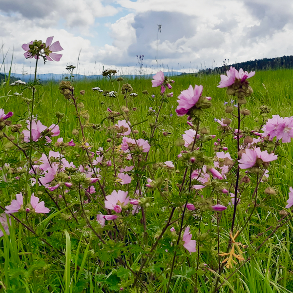 Heimische Wildstauden auf einer Wildblumenwiese