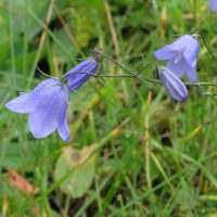 campanula-rotundifolia-01-bluete-rundblaettrige-glockenblume