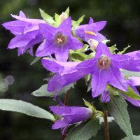 campanula-trachelium-01-bluete-nesselblaettrige-glockenblume