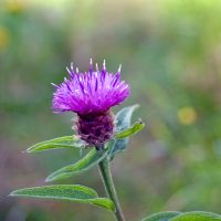 centaurea-nigra-01-bluete-schwarze-flockenblume