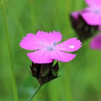 dianthus-carthusianorum-01-bluete-kartaeuser-nelke