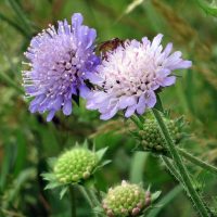 knautia-arvensis-02-habitus-acker-witwenblume