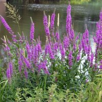 lythrum-salicaria-02-habitus-gewoehnlicher-blutweiderich