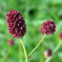sanguisorba-officinalis-01-bluete-grosser-wiesenknopf